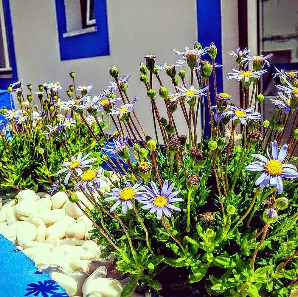 Pure Flor De Esteva Vila do Bispo Exterior photo